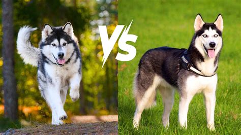 хавкбэтс|Team Solid vs Husky map 2 .
